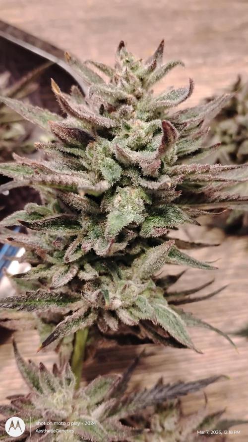 PLCG Bx2. Week 20