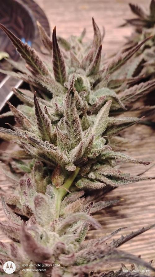 PLCG Bx2. Week 20