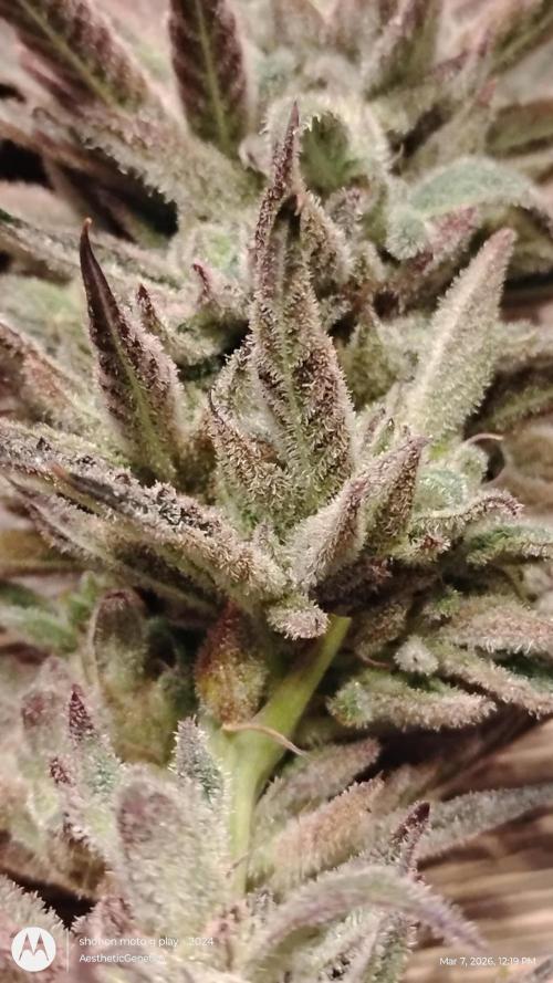 PLCG Bx2. Week 20