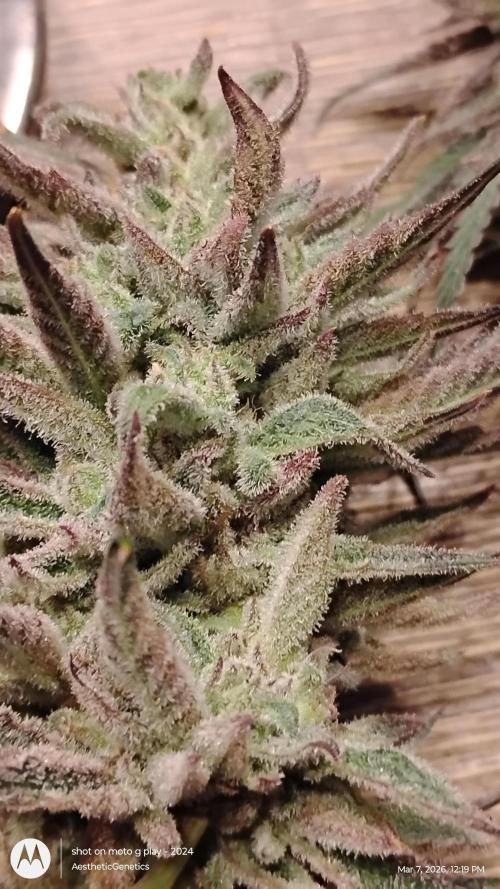 PLCG Bx2. Week 20