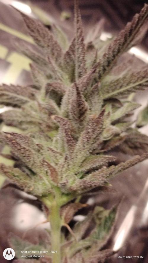 PLCG Bx2. Week 20
