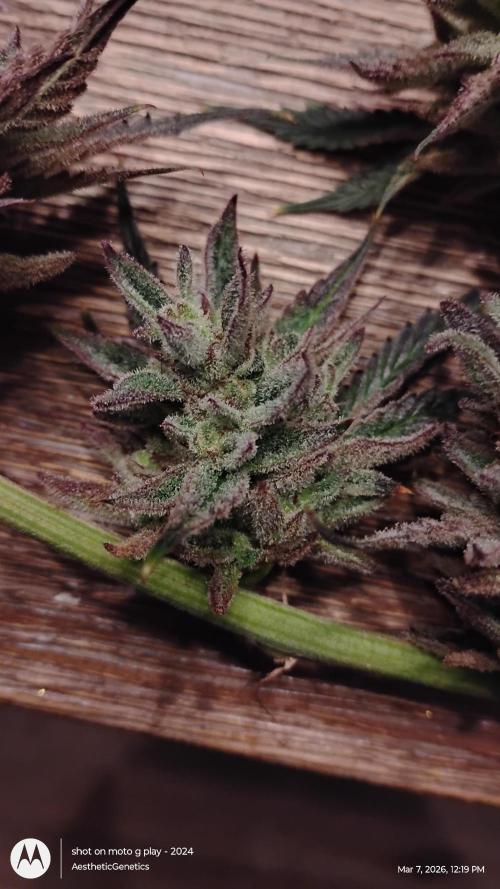 PLCG Bx2. Week 20