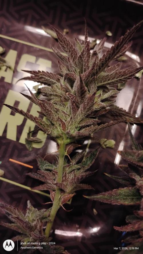 PLCG Bx2. Week 20