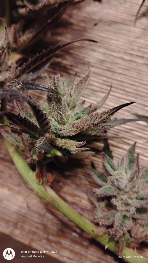PLCG Bx2. Week 20