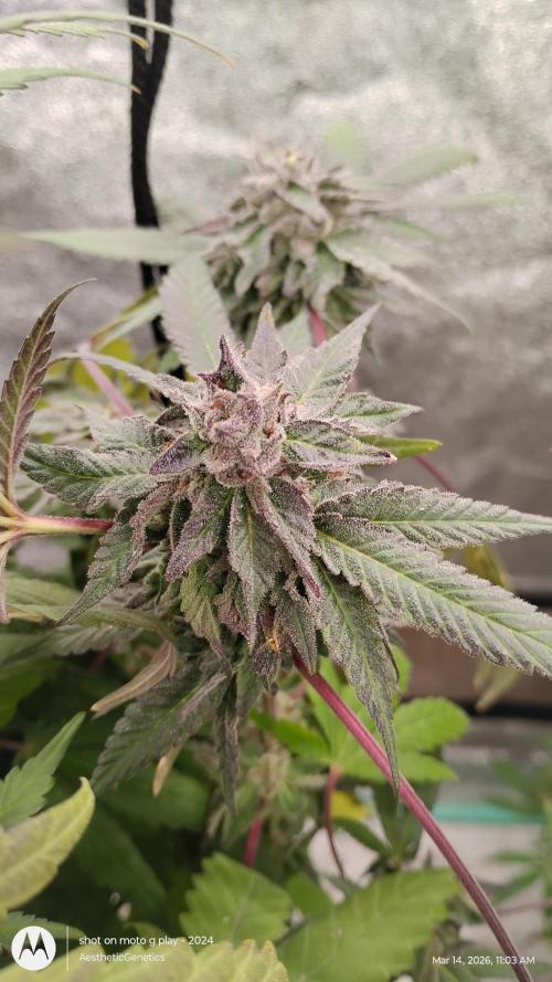 Purple Chrome Reveg. Week 10