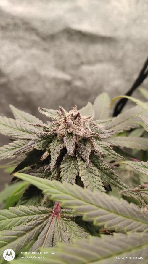Purple Chrome Reveg. Week 10
