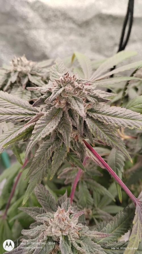 Purple Chrome Reveg. Week 10