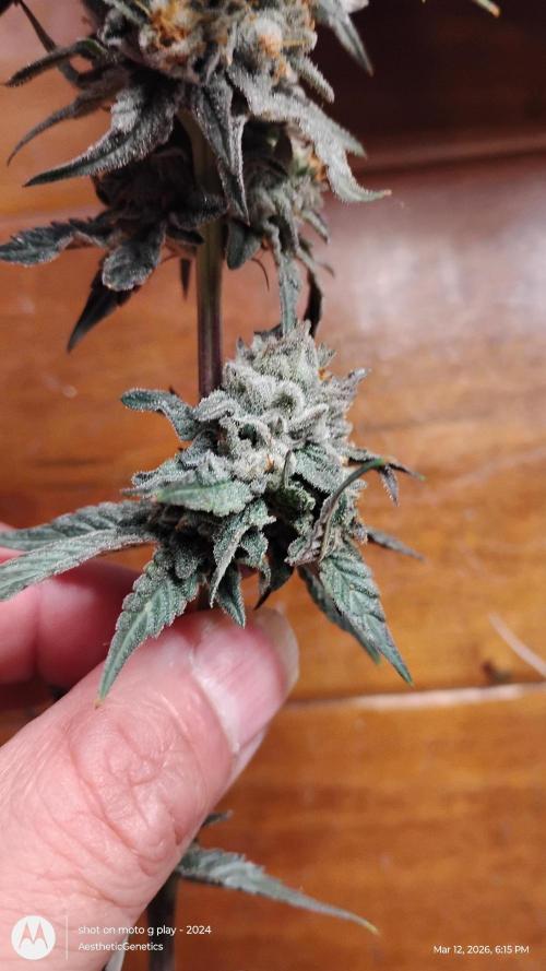 Reveg & Pollination. Week 14