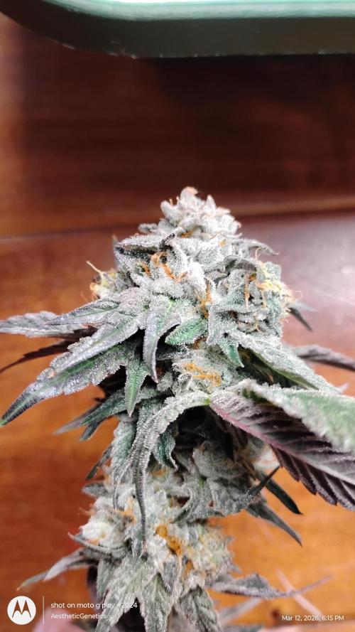 Reveg & Pollination. Week 14