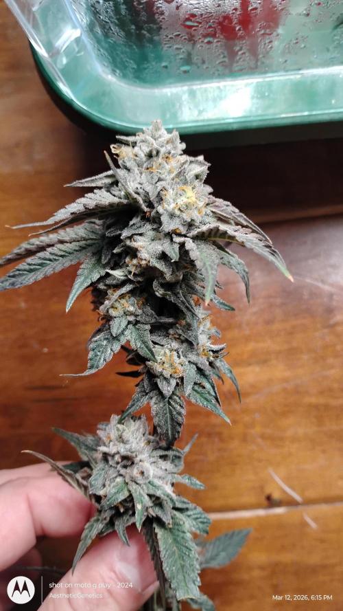 Reveg & Pollination. Week 14