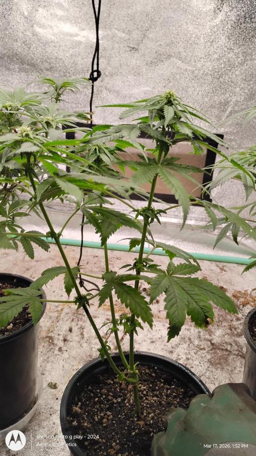Eternity Grow Cup 2026. Week 9