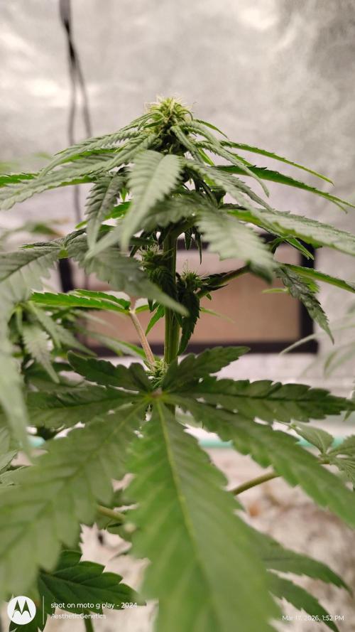 Eternity Grow Cup 2026. Week 9
