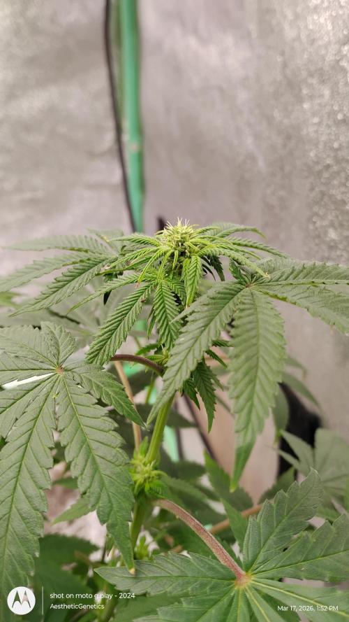 Izi Seeds- Permanent Blues. Week 9