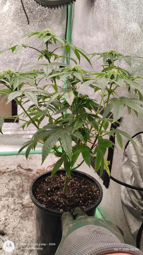 Izi Seeds- Permanent Blues. Week 9