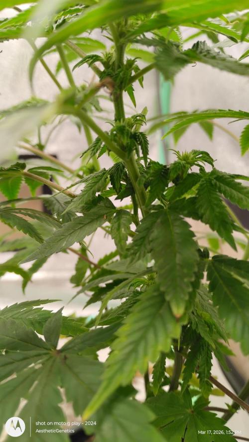Izi Seeds- Permanent Blues. Week 9