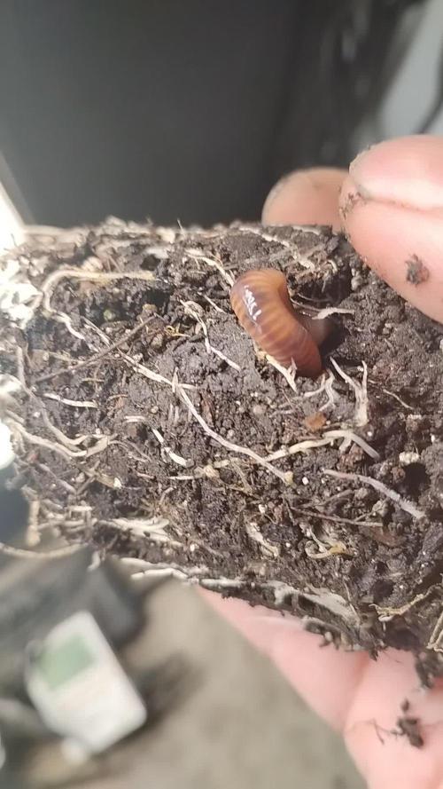Super Sour Double Diesel Seed Hunt