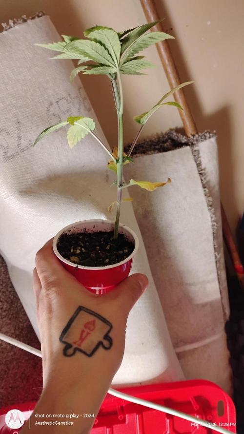 Super Sour Double Diesel Seed Hunt. Week 3