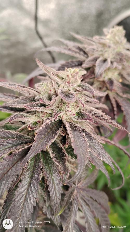PLCG Bx2. Week 21
