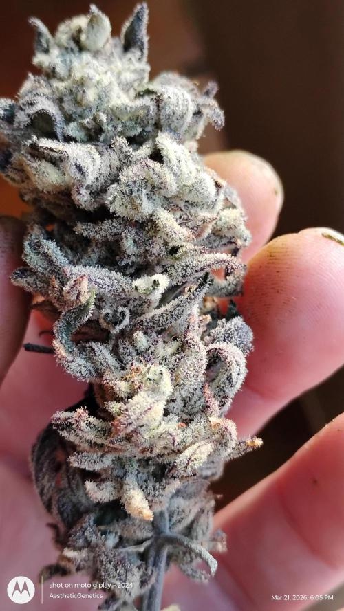 PLCG Bx2. Week 21