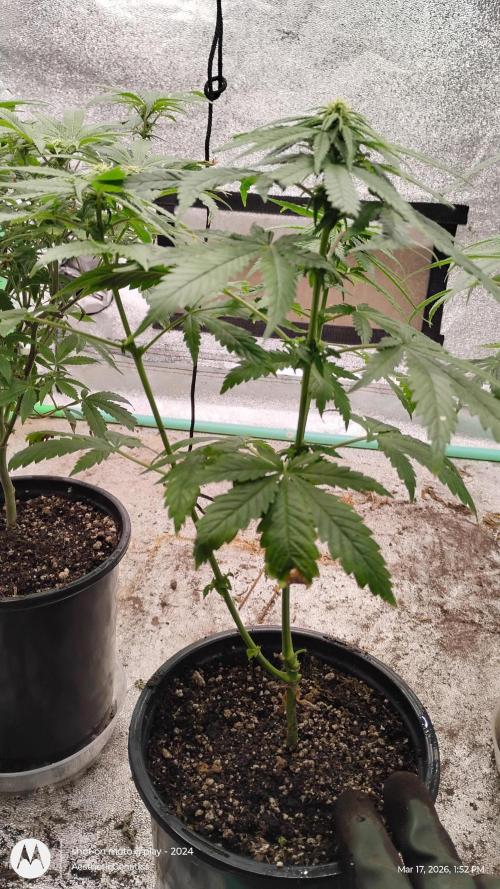Eternity Grow Cup 2026. Week 10