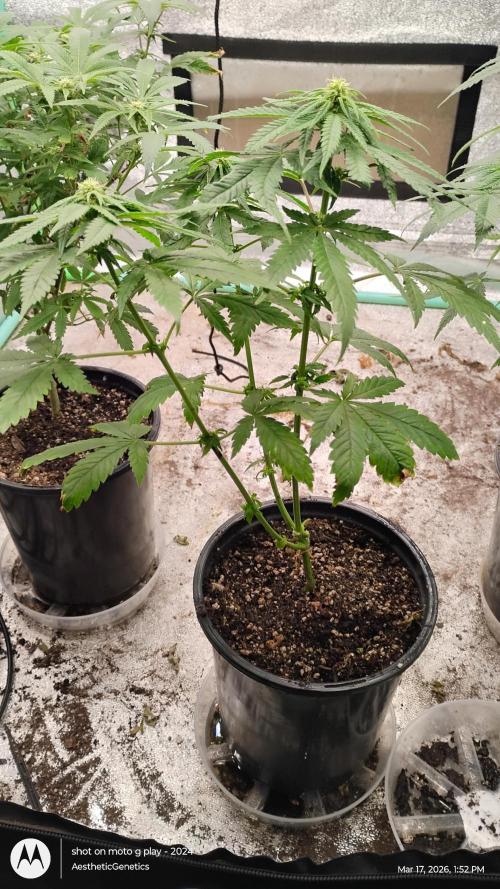 Eternity Grow Cup 2026. Week 10