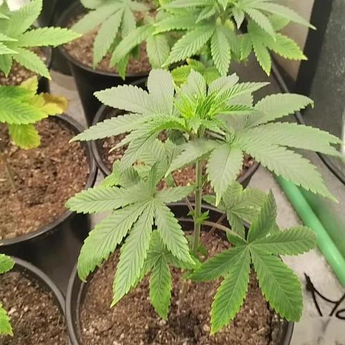 Super Sour Double Diesel Seed Hunt