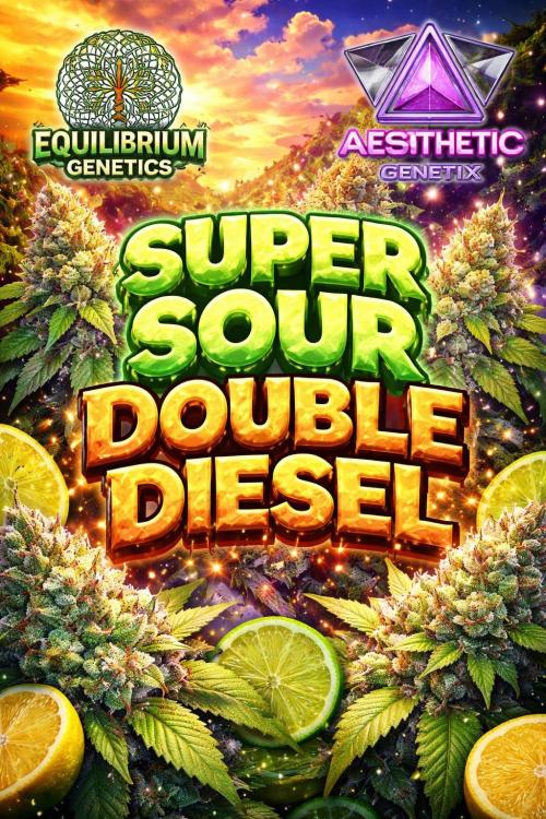 Super Sour Double Diesel Seed Hunt. Week 4