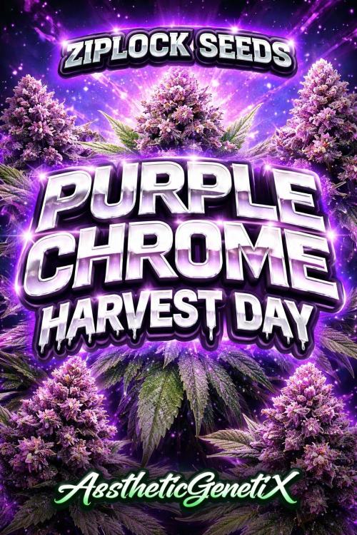 Purple Chrome Reveg. Week 11