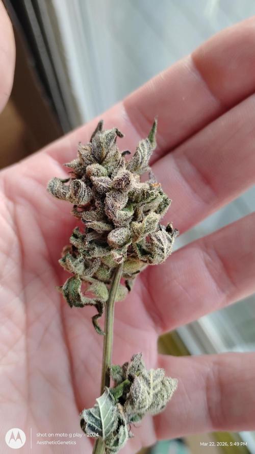 Purple Chrome Reveg. Week 11