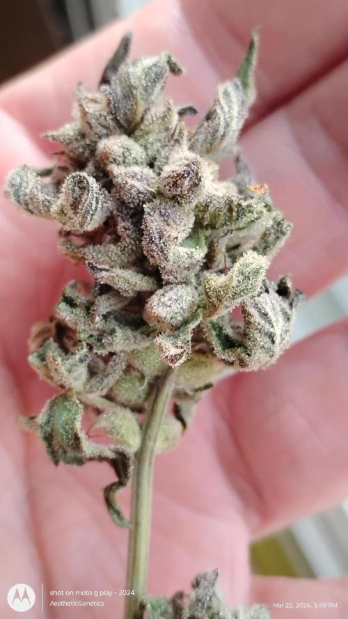 Purple Chrome Reveg. Week 11