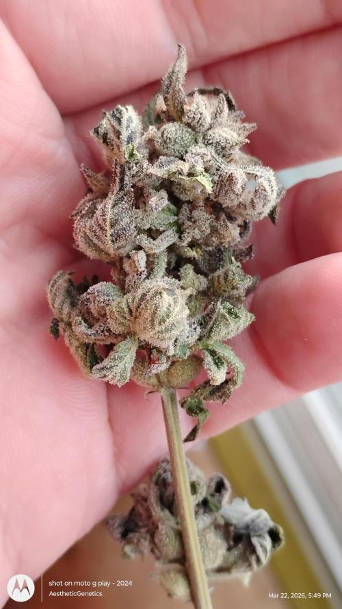 Purple Chrome Reveg. Week 11