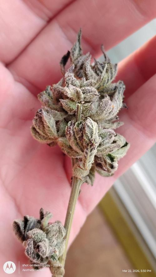 Purple Chrome Reveg. Week 11