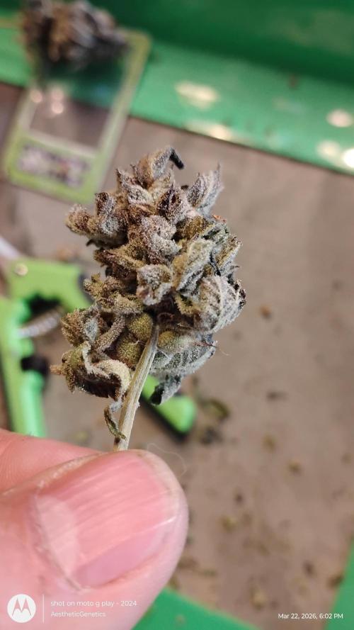 Purple Chrome Reveg. Week 11