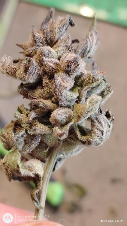 Purple Chrome Reveg. Week 11