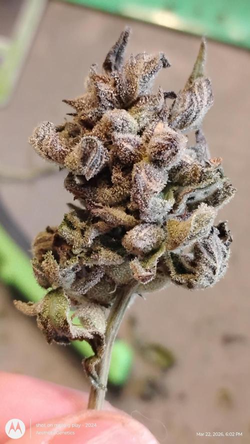 Purple Chrome Reveg. Week 11
