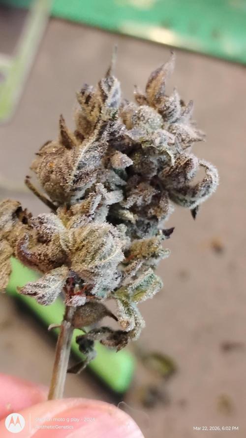Purple Chrome Reveg. Week 11
