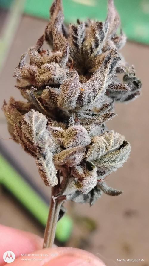 Purple Chrome Reveg. Week 11