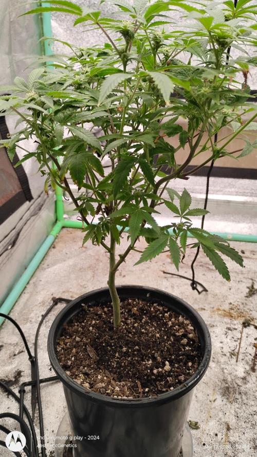 Rainbow Zoap Tiki Madman Cut. Week 9