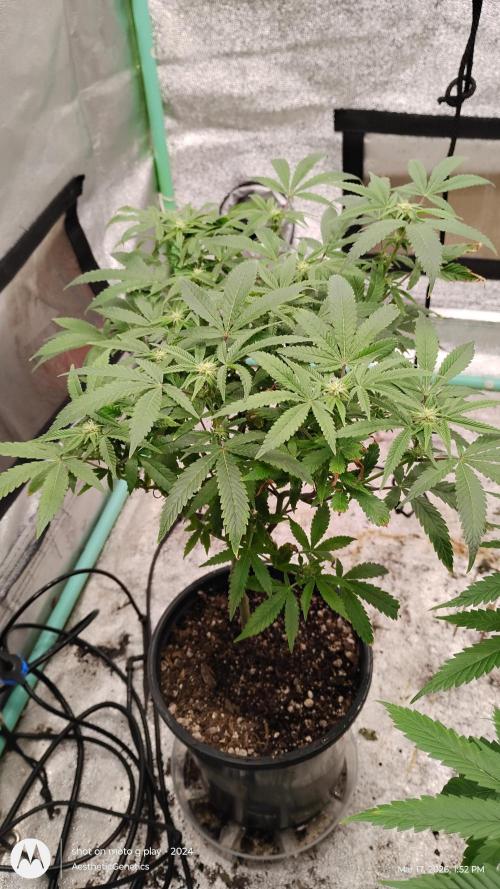 Rainbow Zoap Tiki Madman Cut. Week 9