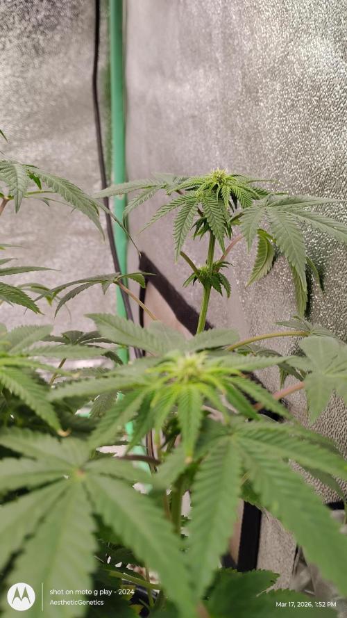 Izi Seeds- Permanent Blues. Week 10