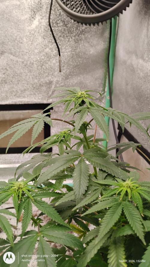 Izi Seeds- Permanent Blues. Week 10