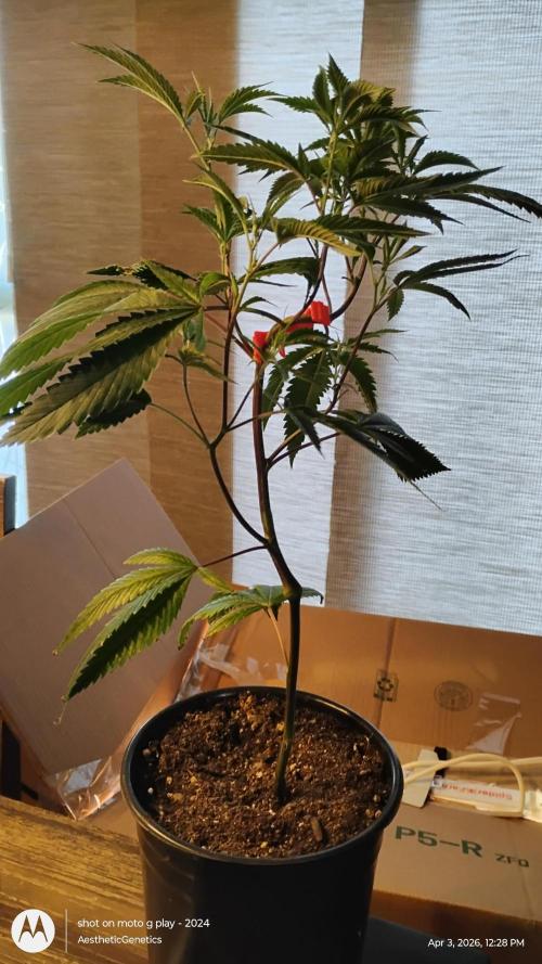 Real Deal OG Kush (PDX cut). Week 1