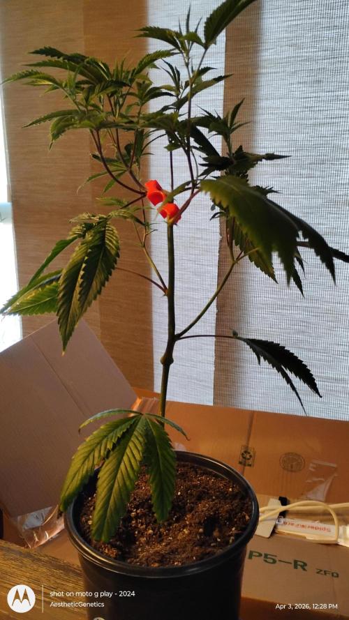 Real Deal OG Kush (PDX cut). Week 1