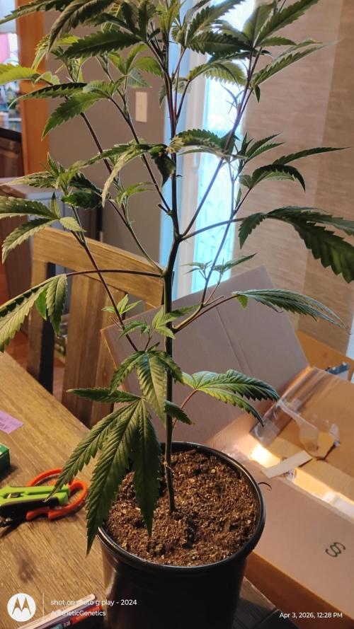 Real Deal OG Kush (PDX cut). Week 1