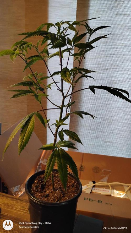 Real Deal OG Kush (PDX cut). Week 1