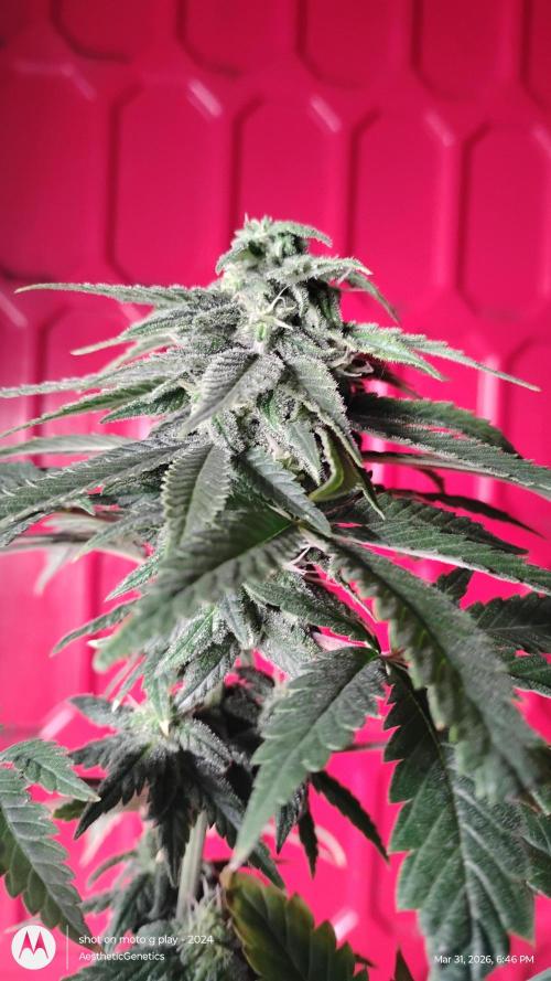Eternity Grow Cup 2026. Week 11