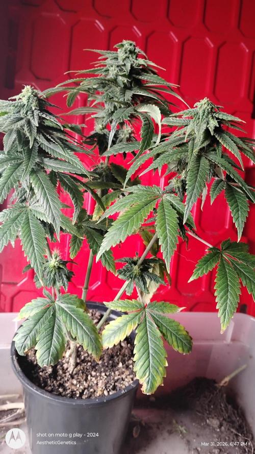 Eternity Grow Cup 2026. Week 11