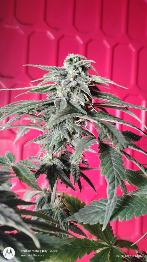 Eternity Grow Cup 2026. Week 11