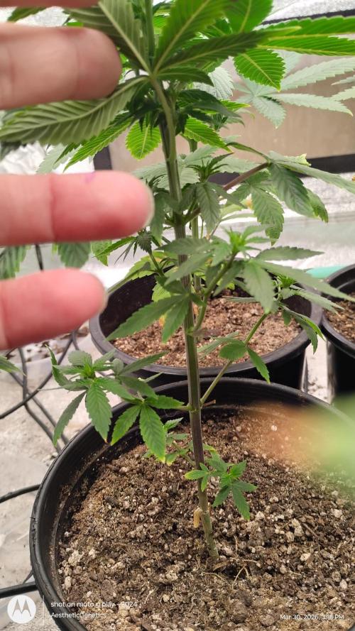 Super Sour Double Diesel Seed Hunt. Week 5
