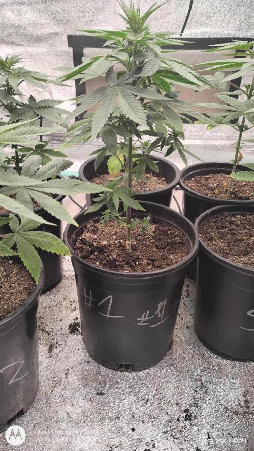 Super Sour Double Diesel Seed Hunt. Week 5